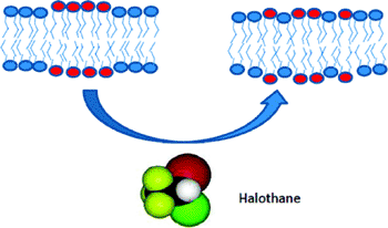 Image: The effects of Halothane on lipid rafts (Photo courtesy of NIST).
